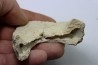 MANDIBULE DE TORTUE MARINE: Eclaste sp. - Paléocène - Oued Zem - Maroc