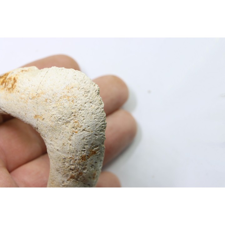 MANDIBULE of  SEA TURTTLE: Eclaste sp. - Paleocene -Maroc  Oued Zem - Morocco