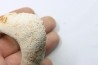 MANDIBULE of  SEA TURTTLE: Eclaste sp. - Paleocene -Maroc  Oued Zem - Morocco