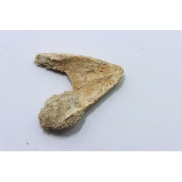 MANDIBULE DE TORTUE MARINE: Eclaste sp. - Paléocène - Oued Zem - Maroc