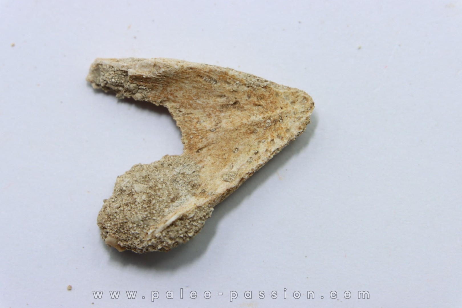 MANDIBULE DE TORTUE MARINE: Eclaste sp. - Paléocène - Oued Zem - Maroc