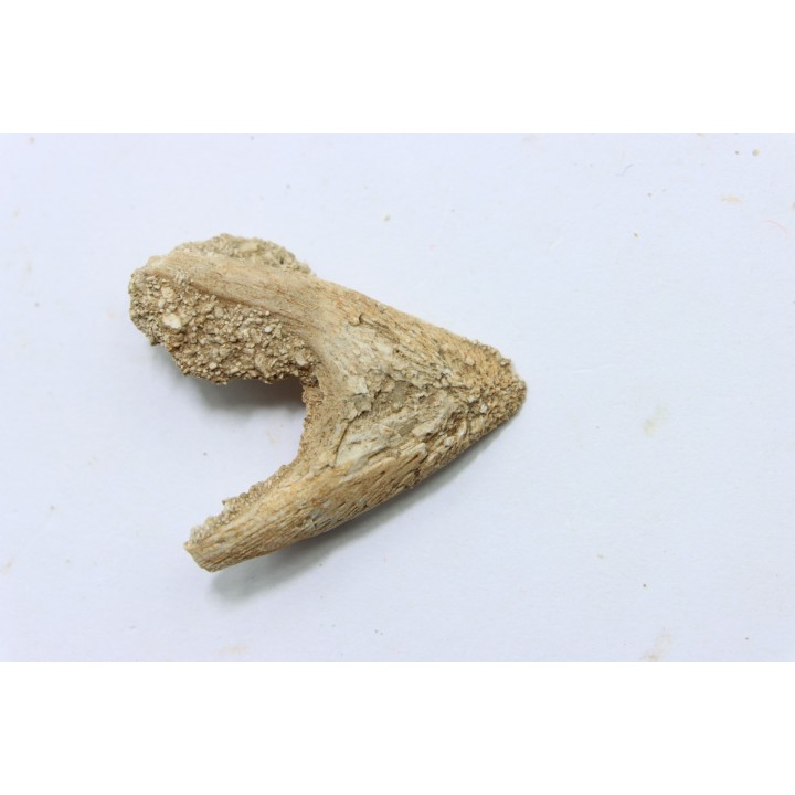 MANDIBULE of  SEA TURTTLE: Eclaste sp. - Paleocene -Maroc  Oued Zem - Morocco