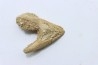 MANDIBULE of  SEA TURTTLE: Eclaste sp. - Paleocene -Maroc  Oued Zem - Morocco