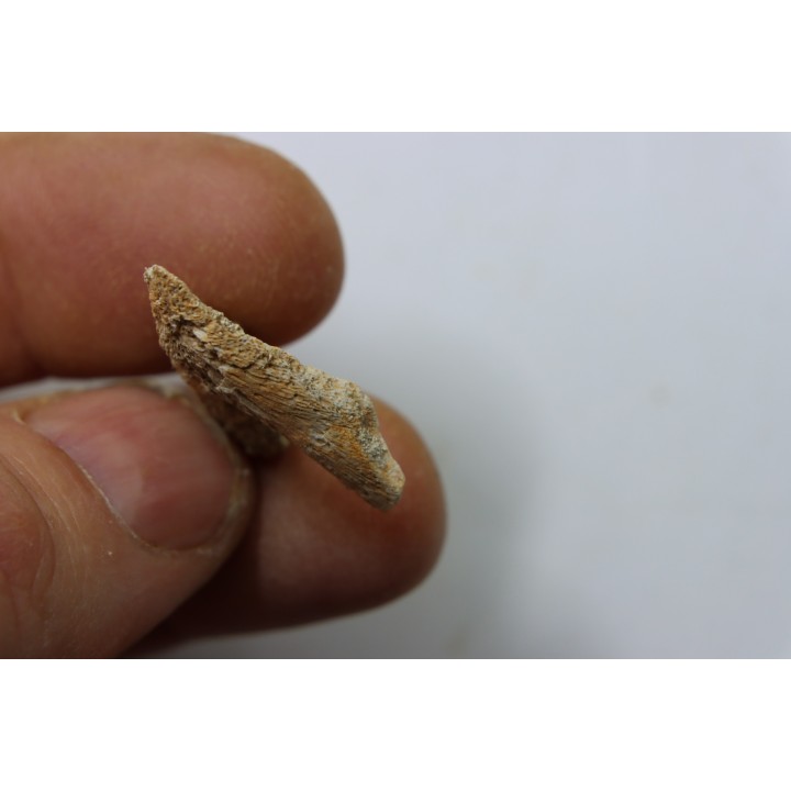 MANDIBULE DE TORTUE MARINE: Eclaste sp. - Paléocène - Oued Zem - Maroc