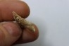 MANDIBULE of  SEA TURTTLE: Eclaste sp. - Paleocene -Maroc  Oued Zem - Morocco