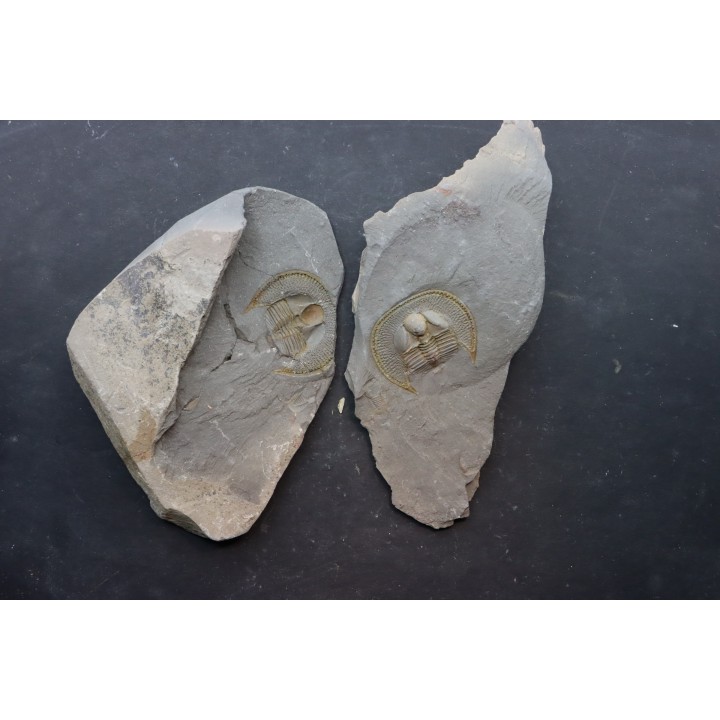 Trilobite aveugle TOP! : Declivolithus titan - ordovicien – Jbel Tijarfaiouine, MAROC