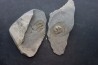 Trilobite aveugle TOP! : Declivolithus titan - ordovicien – Jbel Tijarfaiouine, MAROC