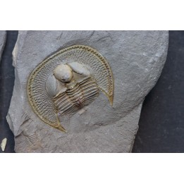 BLIND TRILOBITE: Declivolithus titan - ordovician - Ktaoua Fmt - Jbel Tijarfaiouine, MOROCCO