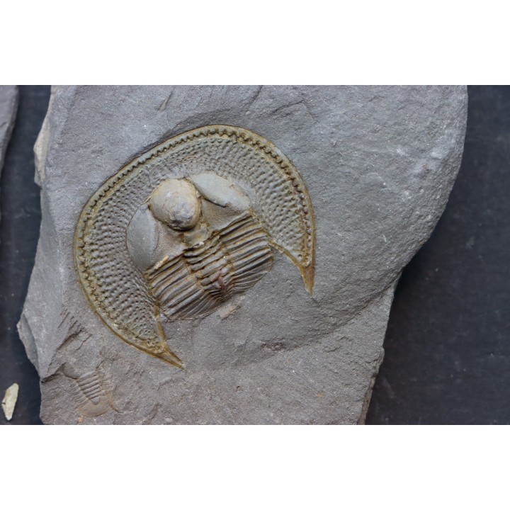 Trilobite aveugle TOP! : Declivolithus titan - ordovicien – Jbel Tijarfaiouine, MAROC
