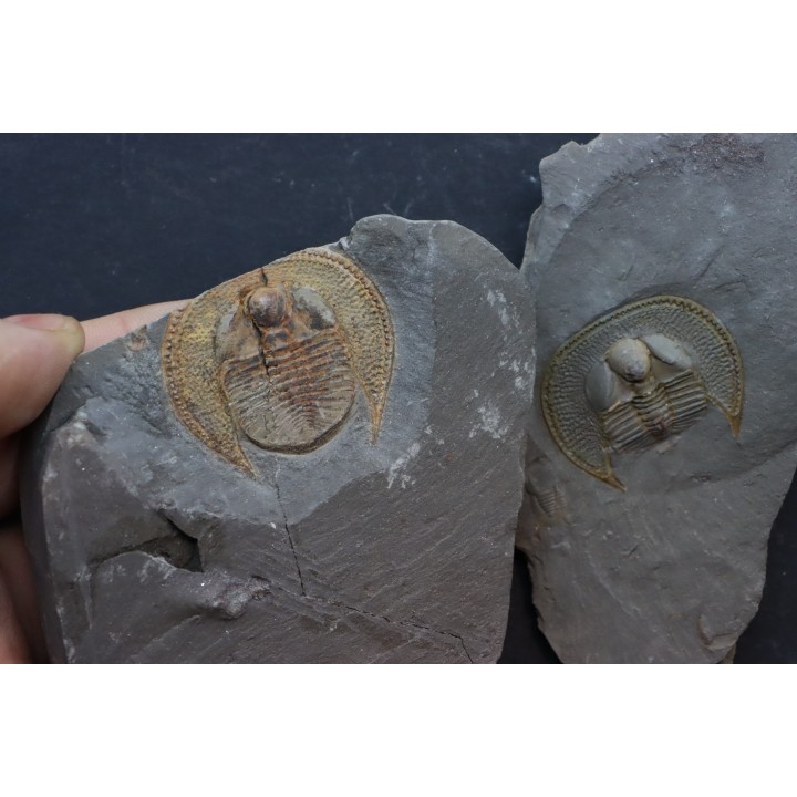 Trilobite aveugle TOP! : Declivolithus titan - ordovicien – Jbel Tijarfaiouine, MAROC