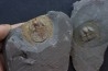 Trilobite aveugle TOP! : Declivolithus titan - ordovicien – Jbel Tijarfaiouine, MAROC