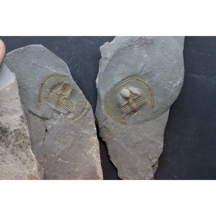 BLIND TRILOBITE: Declivolithus titan - ordovician - Ktaoua Fmt - Jbel Tijarfaiouine, MOROCCO