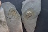 Trilobite aveugle TOP! : Declivolithus titan - ordovicien – Jbel Tijarfaiouine, MAROC
