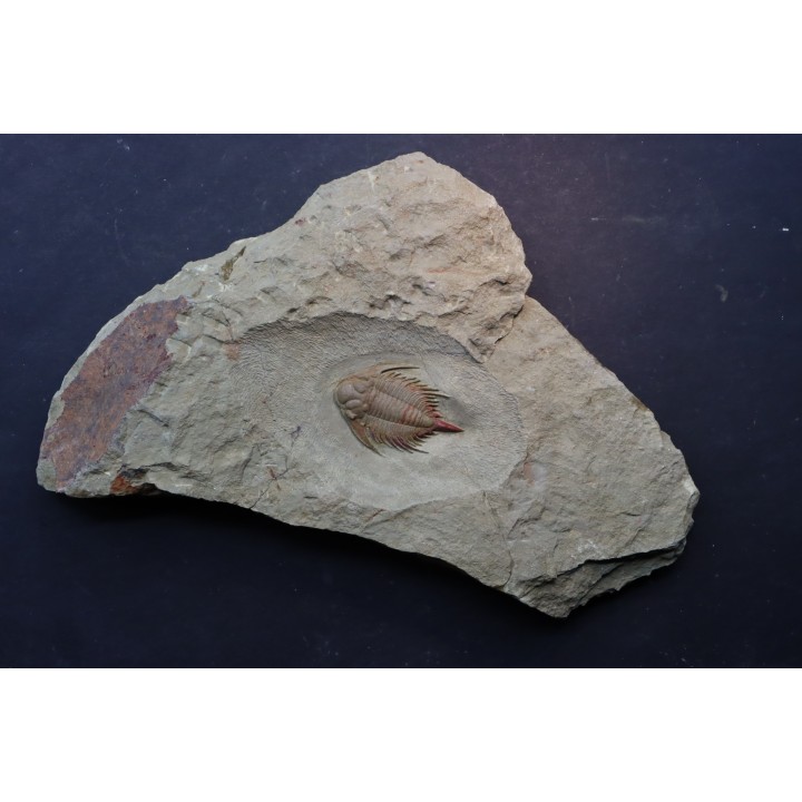 Parvilichas marochii (Corbacho & Vella, 2013) - ordovicien inférieur - Formation des fezouata - Zagora, Maroc