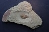 Parvilichas marochii (Corbacho & Vella, 2013) - ordovicien inférieur - Formation des fezouata - Zagora, Maroc