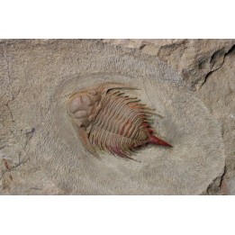 Parvilichas marochii - lower ordovician - fezouata Fmt - Zagora, Morocco