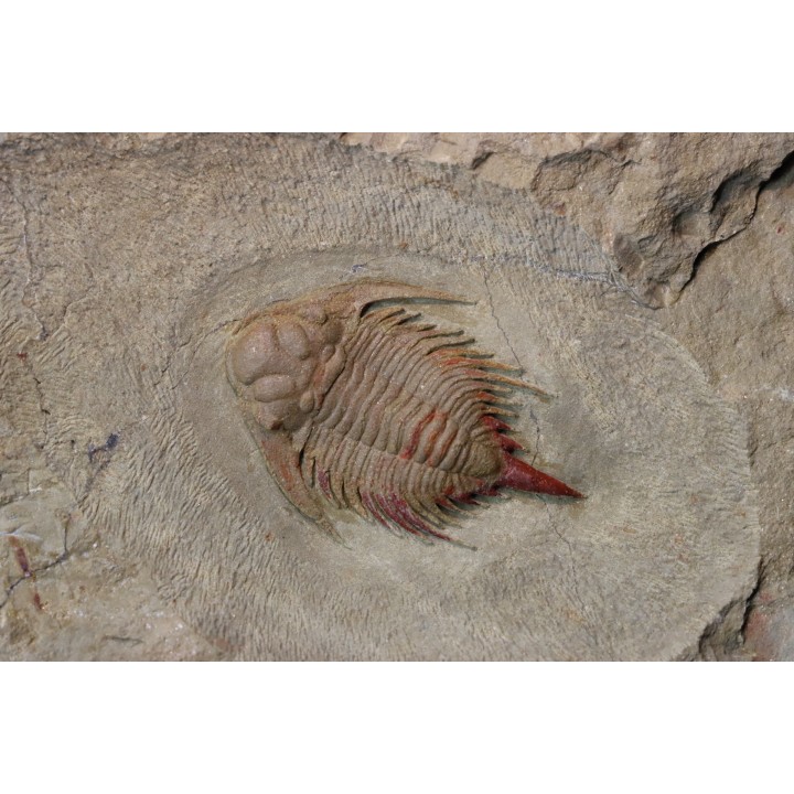 Parvilichas marochii (Corbacho & Vella, 2013) - ordovicien inférieur - Formation des fezouata - Zagora, Maroc