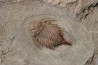Parvilichas marochii (Corbacho & Vella, 2013) - ordovicien inférieur - Formation des fezouata - Zagora, Maroc
