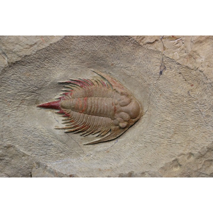 Parvilichas marochii (Corbacho & Vella, 2013) - ordovicien inférieur - Formation des fezouata - Zagora, Maroc