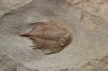 Parvilichas marochii (Corbacho & Vella, 2013) - ordovicien inférieur - Formation des fezouata - Zagora, Maroc