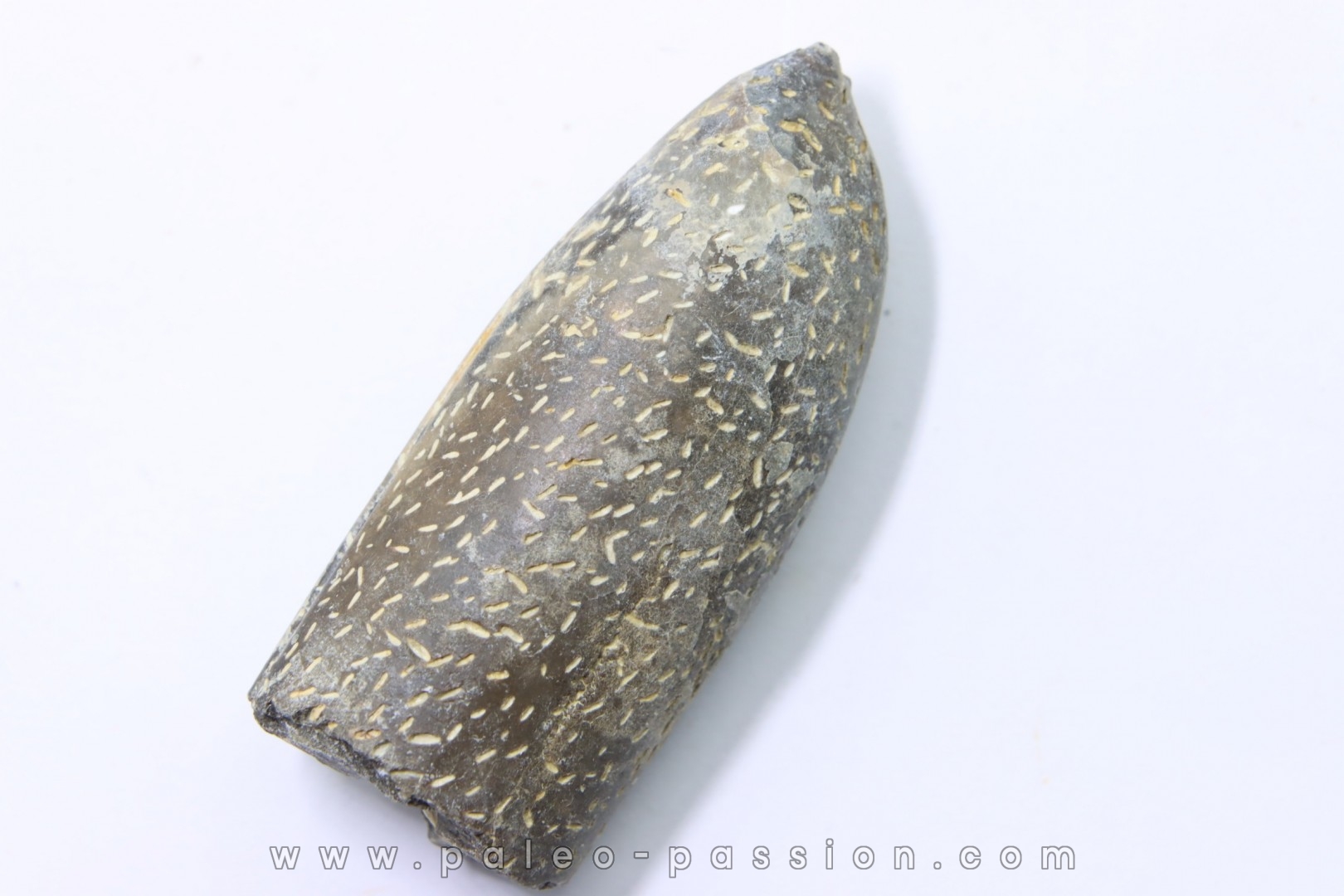 bélemnite: Duvalia lata (traces de crustacés acrothoraciques) Valanginien sup. - Alpes de hte prov. - France