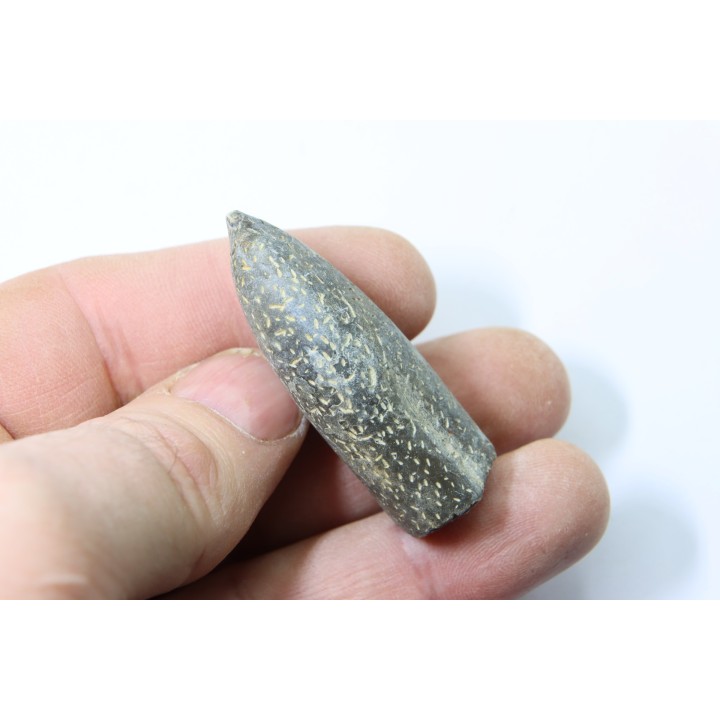 bélemnite: Duvalia lata (traces de crustacés acrothoraciques) Valanginien sup. - Alpes de hte prov. - France