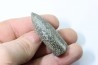 bélemnite: Duvalia lata (traces de crustacés acrothoraciques) Valanginien sup. - Alpes de hte prov. - France