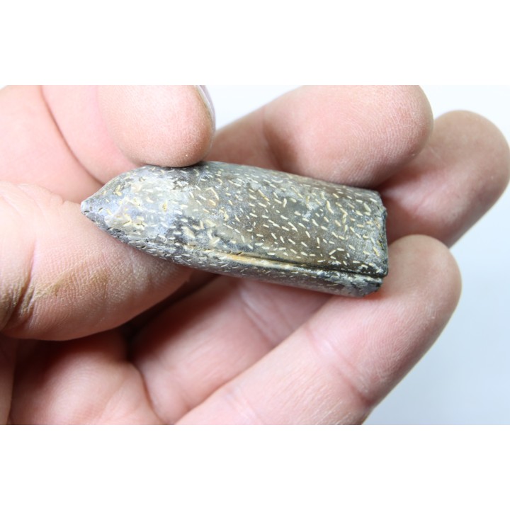 bélemnite: Duvalia lata (crustaceans acrothoracic traces) upper Valanginian - Alpes de hte Prov. - France