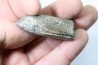 bélemnite: Duvalia lata (crustaceans acrothoracic traces) upper Valanginian - Alpes de hte Prov. - France