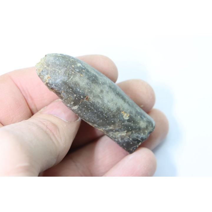 bélemnite: Duvalia lata (traces de crustacés acrothoraciques) Valanginien sup. - Alpes de hte prov. - France