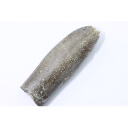 bélemnite: Duvalia lata (traces de crustacés acrothoraciques) Valanginien sup. - Alpes de hte prov. - France