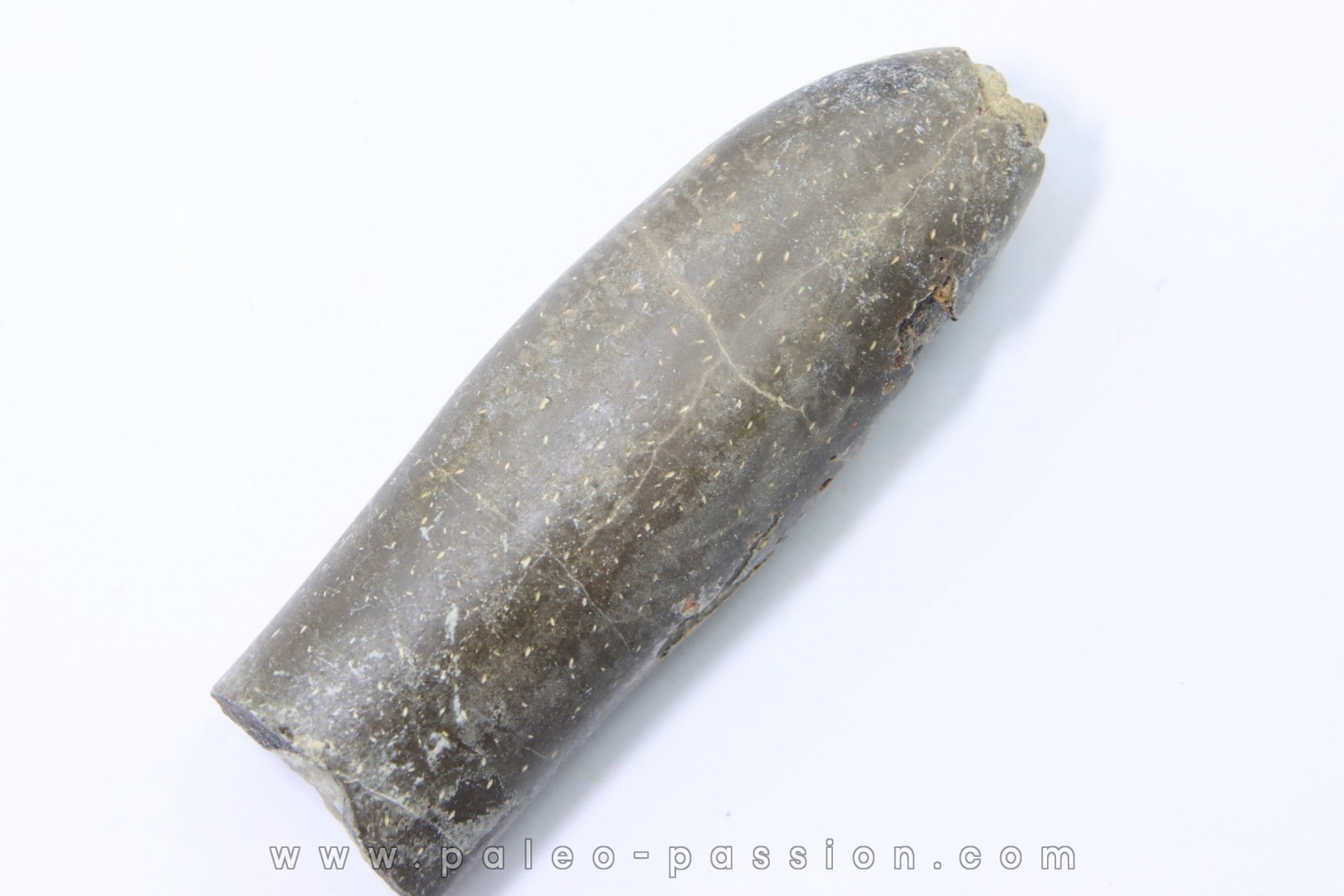 bélemnite: Duvalia lata (traces de crustacés acrothoraciques) Valanginien sup. - Alpes de hte prov. - France