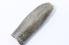 bélemnite: Duvalia lata (traces de crustacés acrothoraciques) Valanginien sup. - Alpes de hte prov. - France
