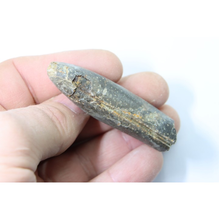 bélemnite: Duvalia lata (crustaceans acrothoracic traces) upper Valanginian - Alpes de hte Prov. - France