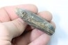 bélemnite: Duvalia lata (traces de crustacés acrothoraciques) Valanginien sup. - Alpes de hte prov. - France