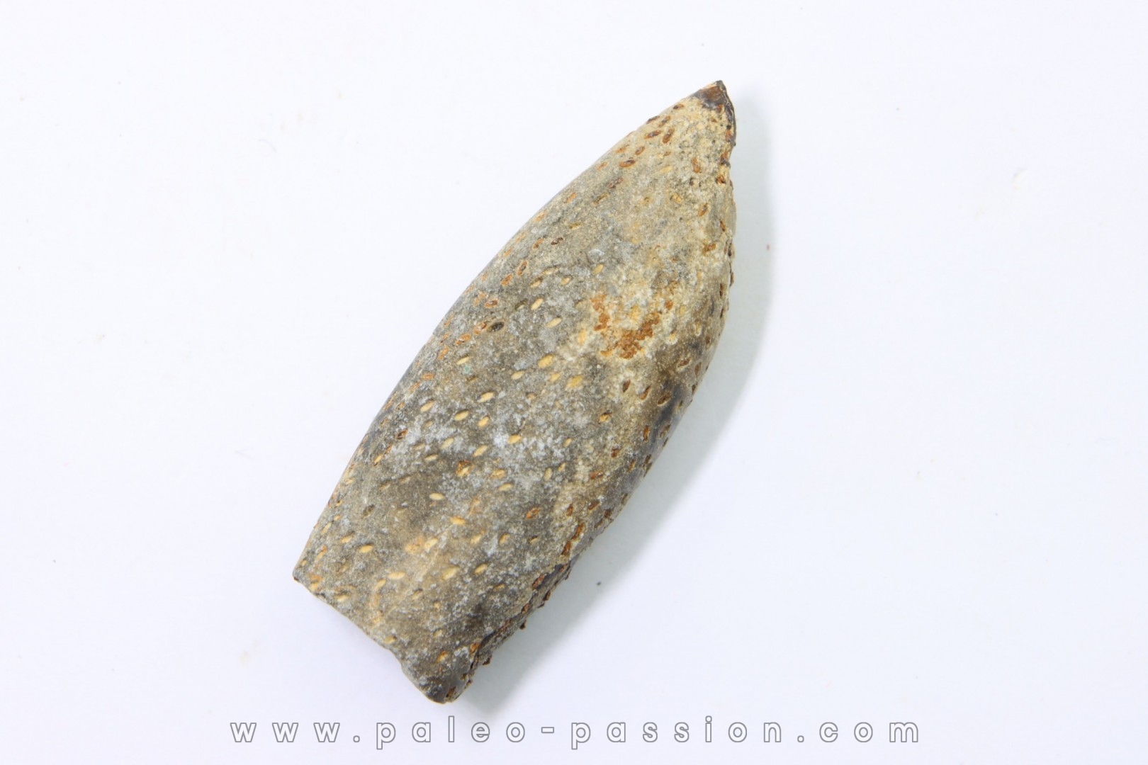 bélemnite: Duvalia lata (traces de crustacés acrothoraciques) Valanginien sup. - Alpes de hte prov. - France