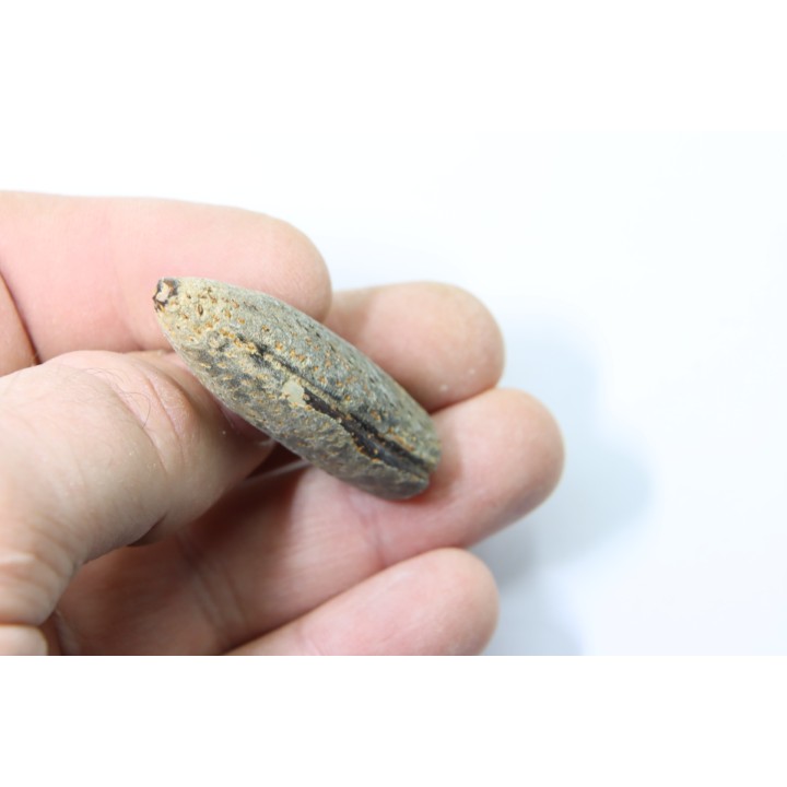 bélemnite: Duvalia lata (traces de crustacés acrothoraciques) Valanginien sup. - Alpes de hte prov. - France