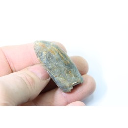 bélemnite: Duvalia lata  - upper Valanginian - Alpes de hte Prov. - France
