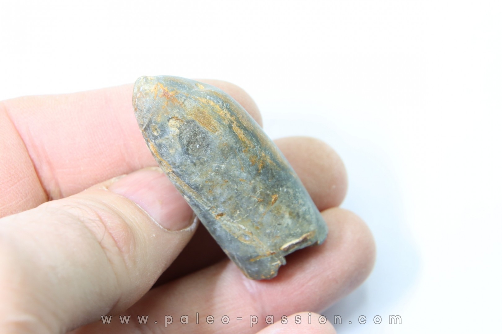 bélemnite: Duvalia lata - Valanginien sup. - Alpes de hte prov. - France