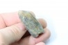 bélemnite: Duvalia lata - Valanginien sup. - Alpes de hte prov. - France
