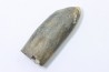 bélemnite: Duvalia lata  - upper Valanginian - Alpes de hte Prov. - France