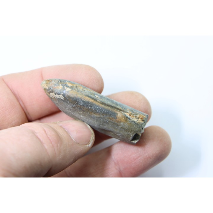 bélemnite: Duvalia lata  - upper Valanginian - Alpes de hte Prov. - France