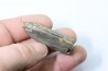 bélemnite: Duvalia lata - Valanginien sup. - Alpes de hte prov. - France
