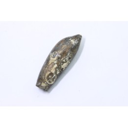 bélemnite: Duvalia lata constricta- Valanginien sup. - Alpes de hte prov. - France