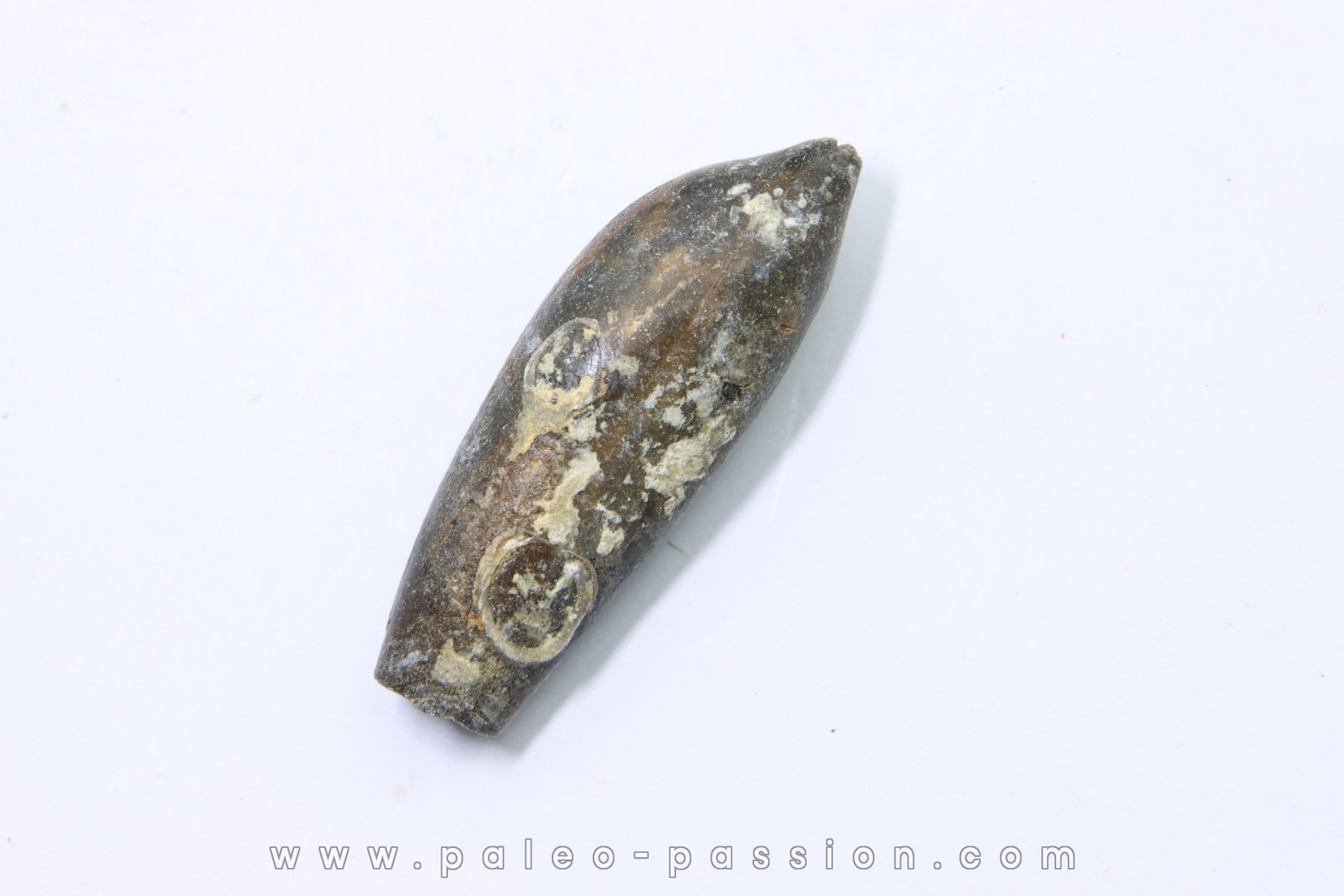 bélemnite: Duvalia lata constricta- Valanginien sup. - Alpes de hte prov. - France