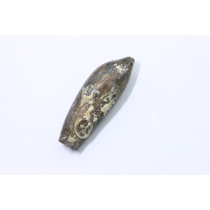 bélemnite: Duvalia lata constricta- Valanginien sup. - Alpes de hte prov. - France