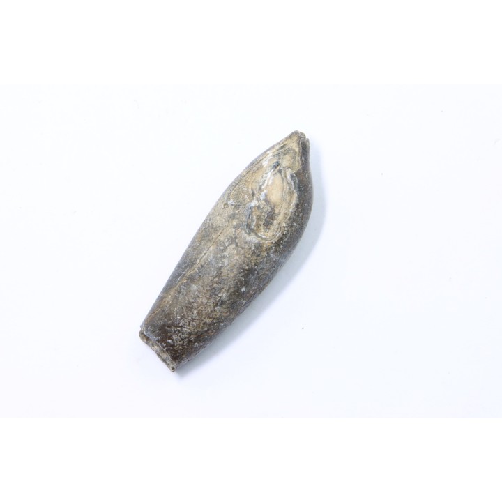 bélemnite: Duvalia lata constricta- Valanginien sup. - Alpes de hte prov. - France