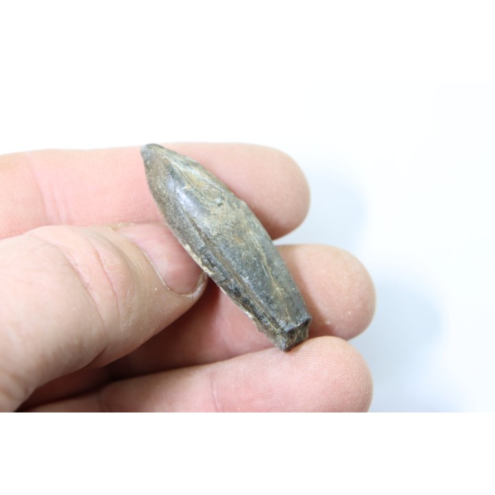 bélemnite: Duvalia lata constricta- Valanginien sup. - Alpes de hte prov. - France