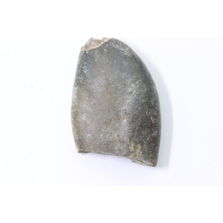 bélemnite: Duvalia émérici - upper Valanginian - Alpes de haute Provence - France