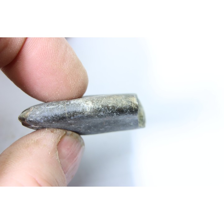 bélemnite: Duvalia émérici - upper Valanginian - Alpes de haute Provence - France